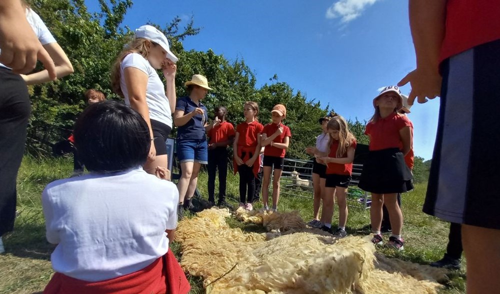 Group of primary school children outside looking at sheep fleece on the grass